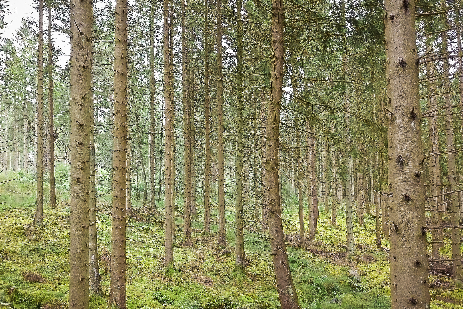 Forêt Ecosse
